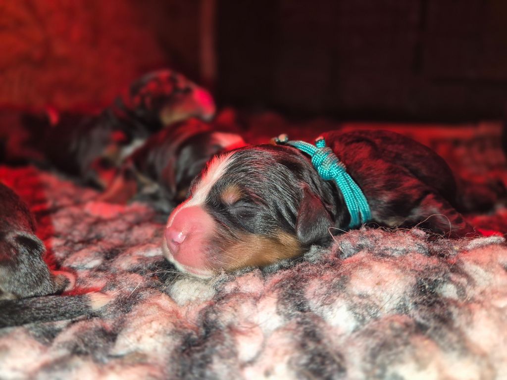 De La Terre D'Oslo - Chiots disponibles - Bouvier Bernois