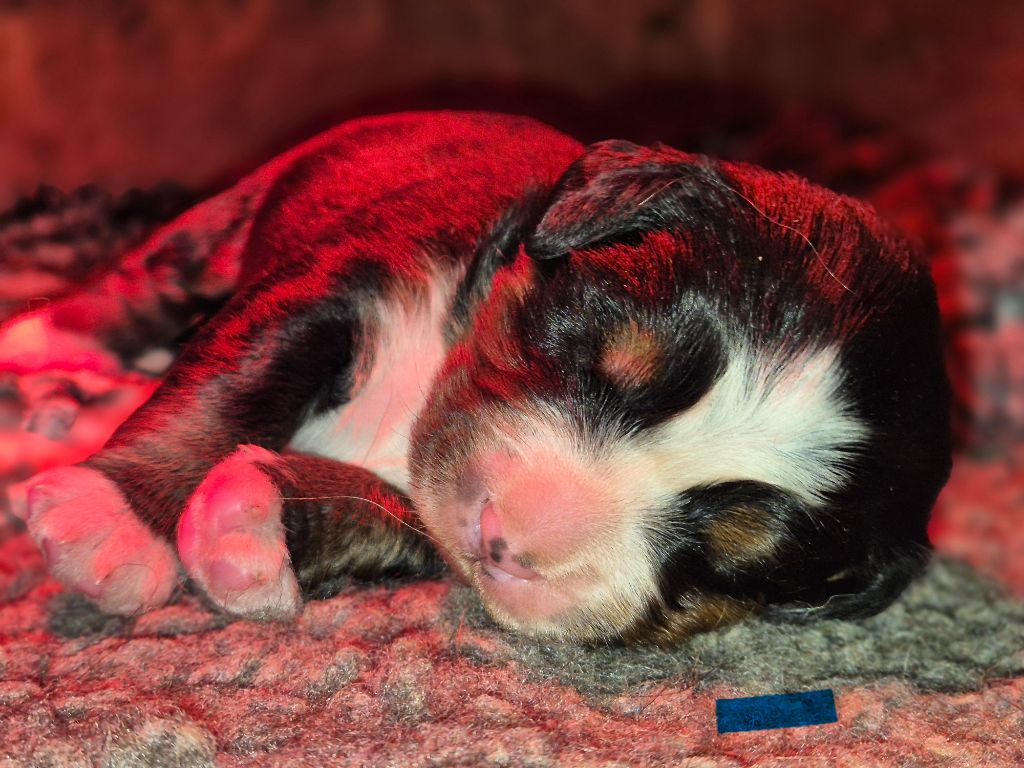 De La Terre D'Oslo - Chiots disponibles - Bouvier Bernois