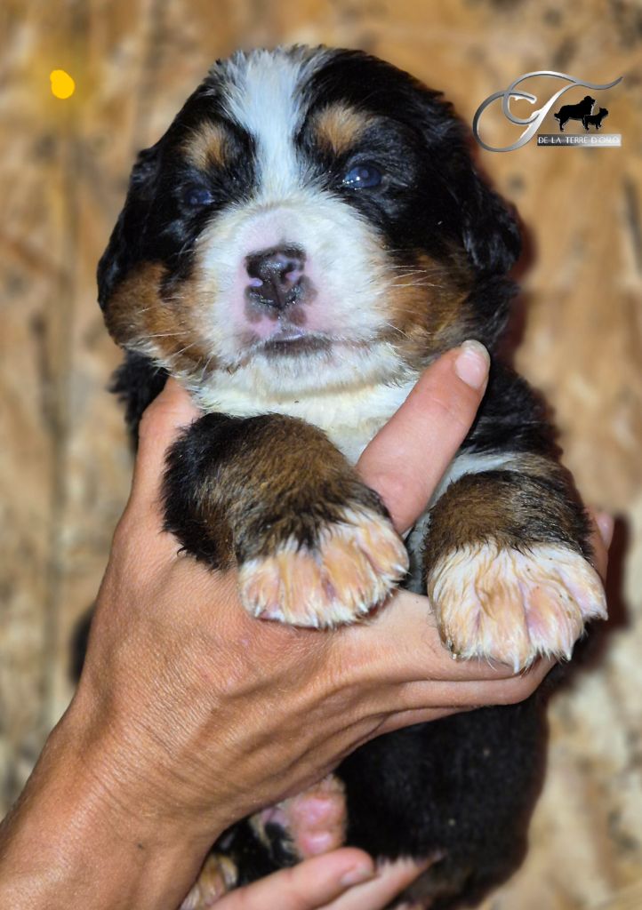 De La Terre D'Oslo - Chiots disponibles - Bouvier Bernois