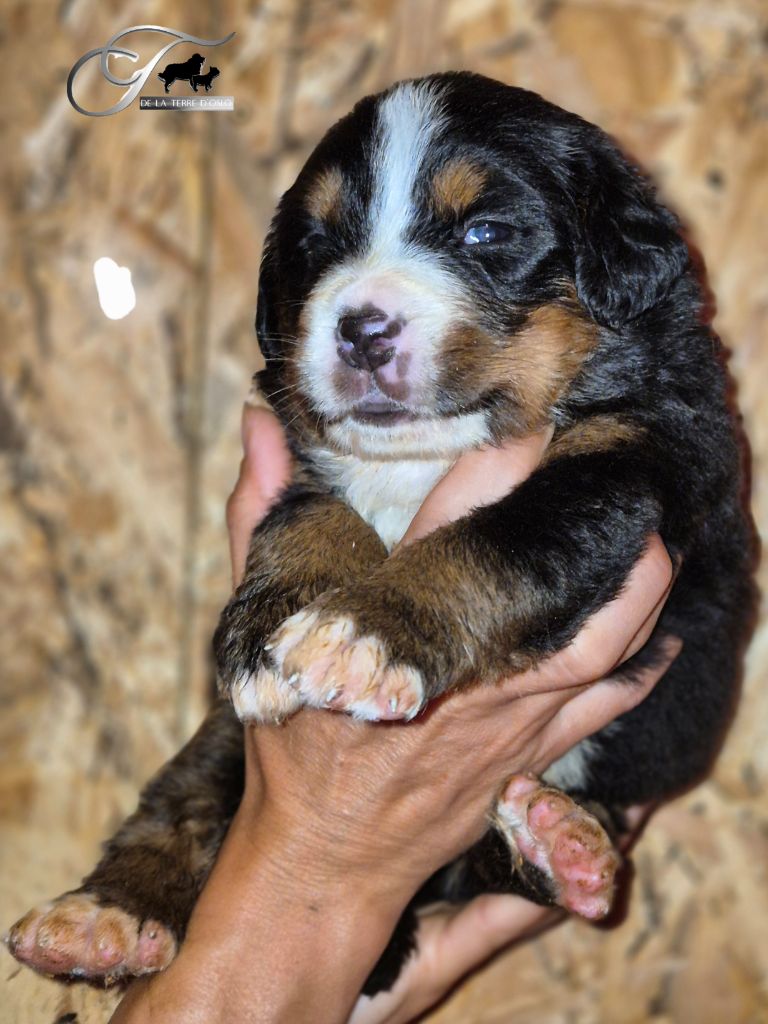 De La Terre D'Oslo - Chiots disponibles - Bouvier Bernois