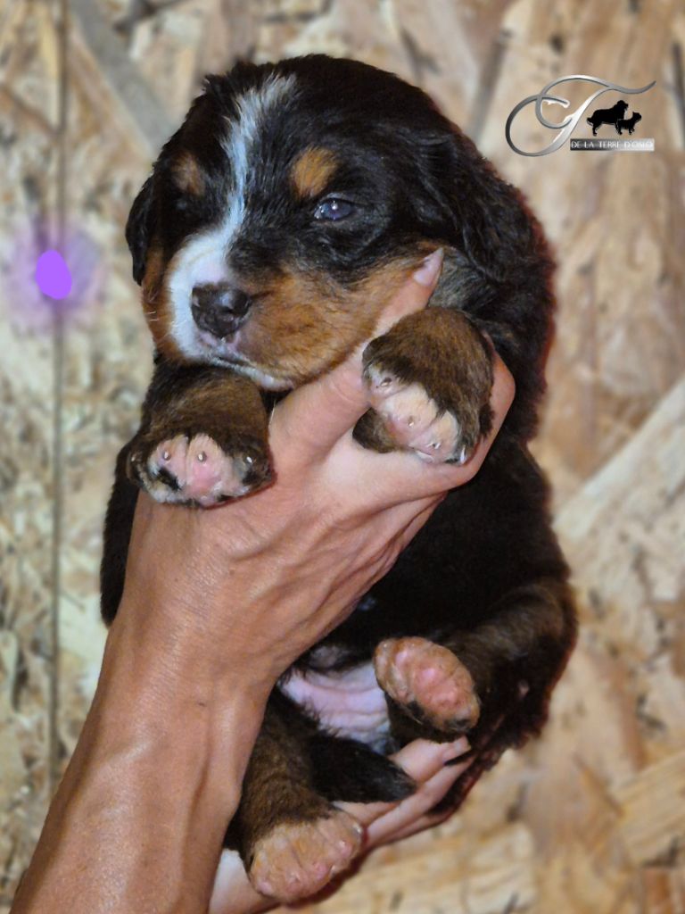 De La Terre D'Oslo - Chiots disponibles - Bouvier Bernois
